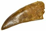 Serrated Carcharodontosaurus Tooth - Real Dinosaur Tooth #341164-1